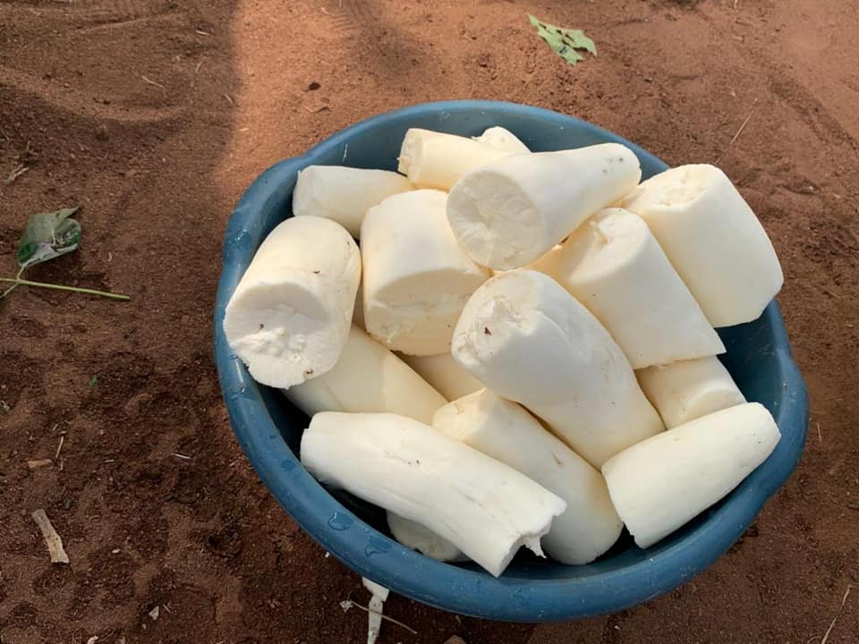 Récolte de manioc